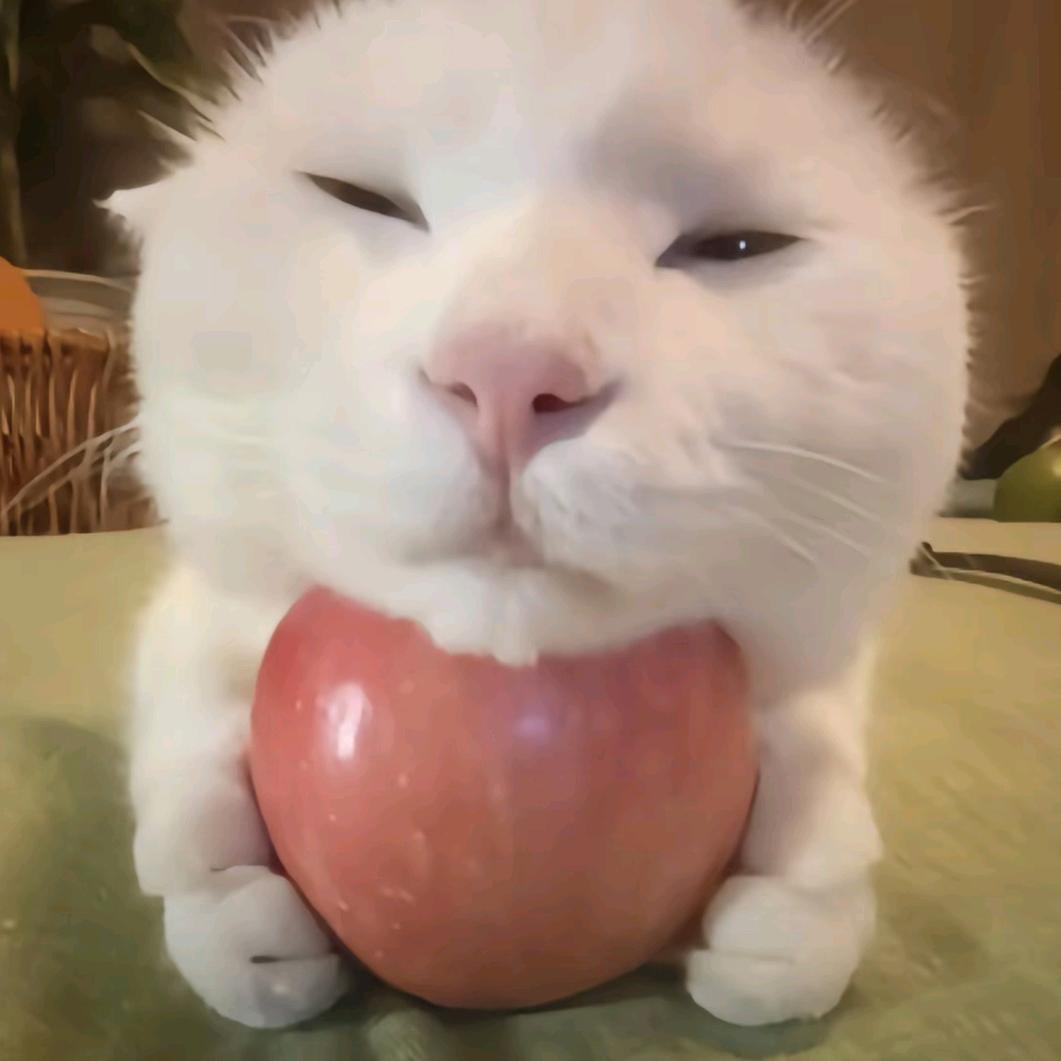 土豆本豆🥔