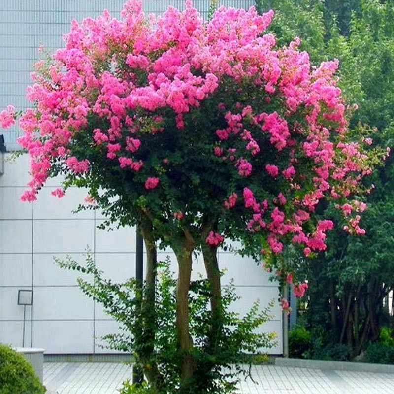 紫薇花卉园艺基地