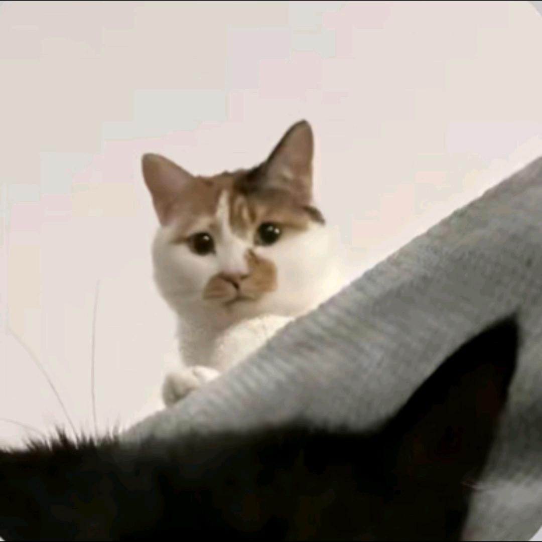 暗金宁静鸭
