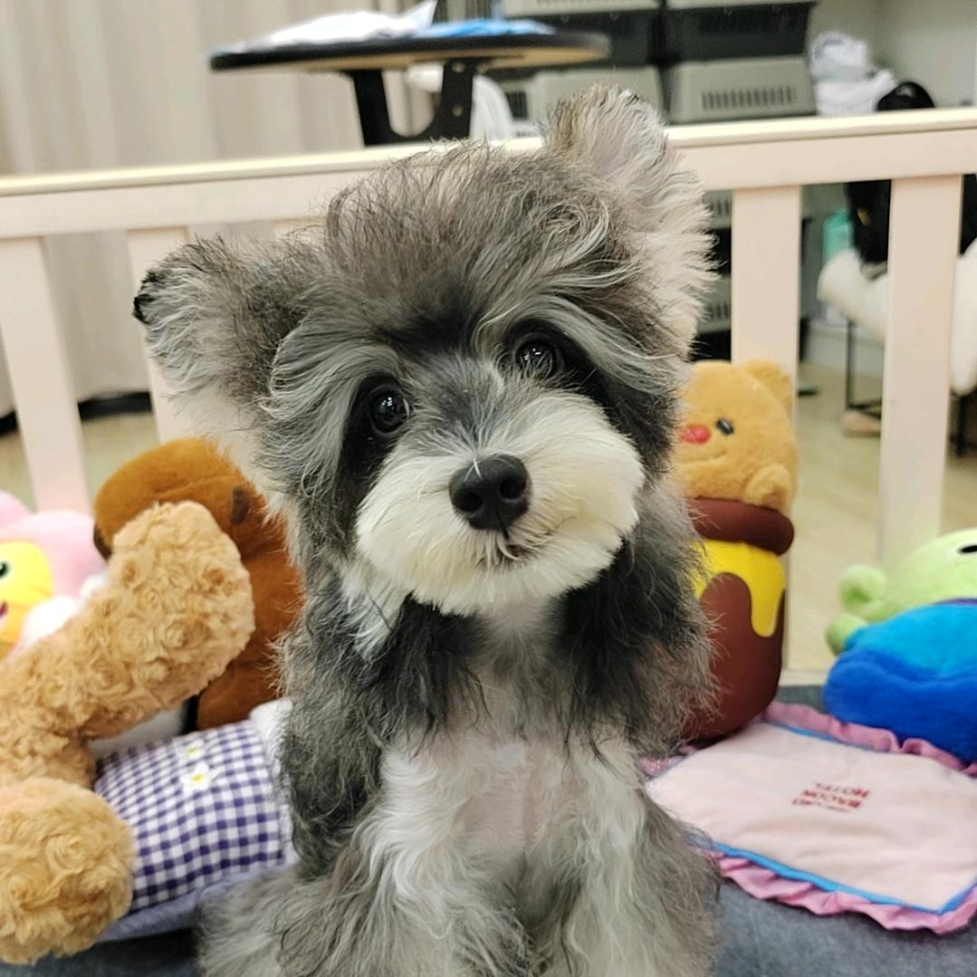 小宇养的狗