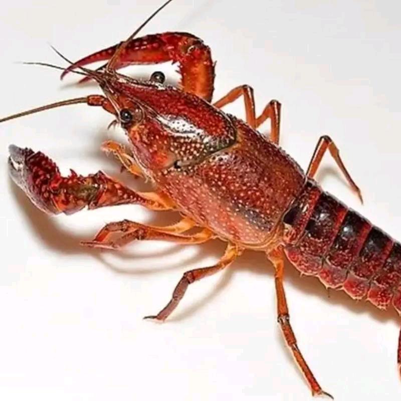 🦐虾佬大🦐