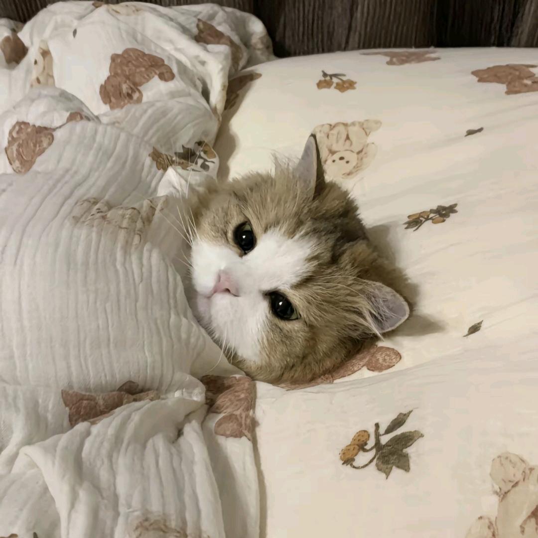๑• ࡇ •๑