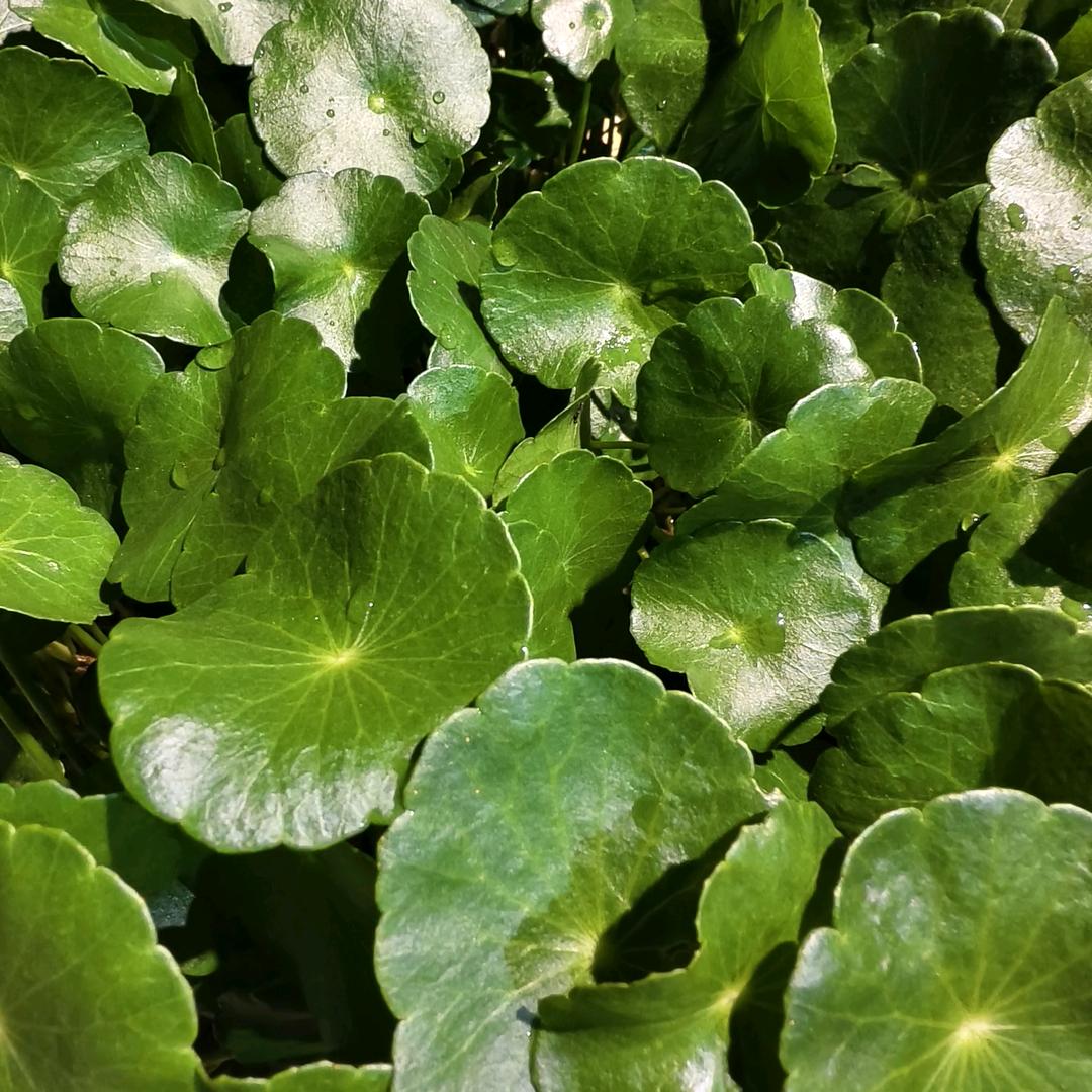 芙蓉姐姐🧍‍♀️……