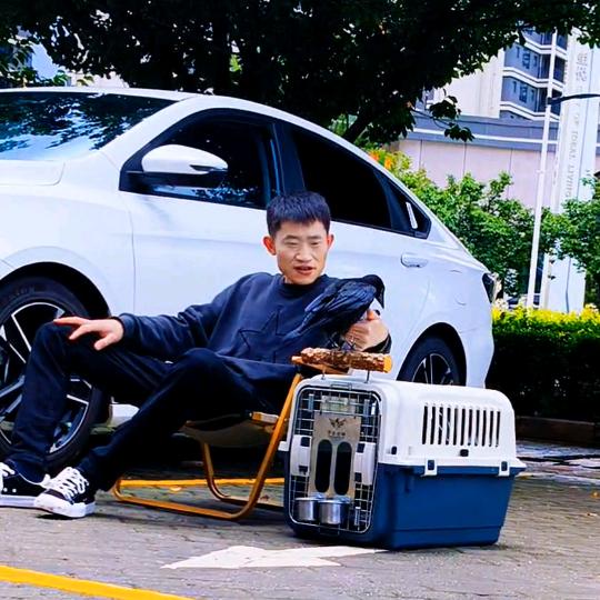@云航爱宠（中华田园犬）