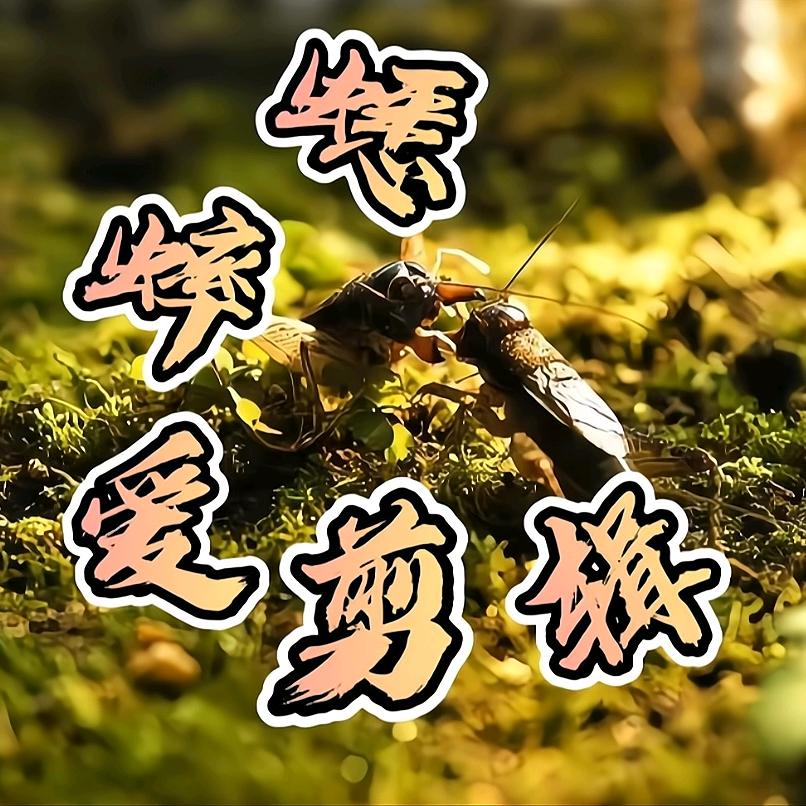 蟋蟀爱剪辑（收学员）@抖音