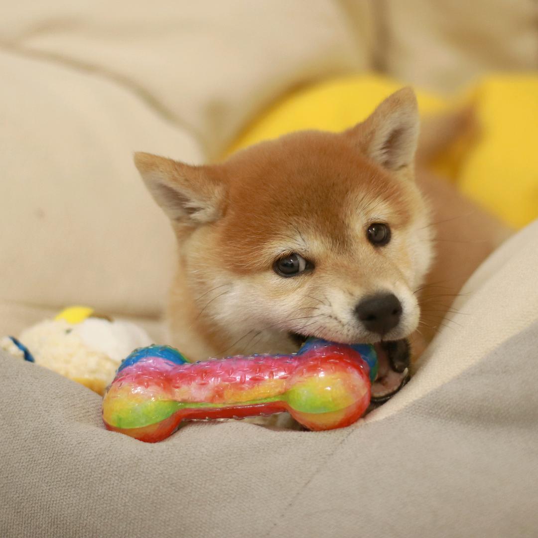 柴犬宋十一（好物分享版）