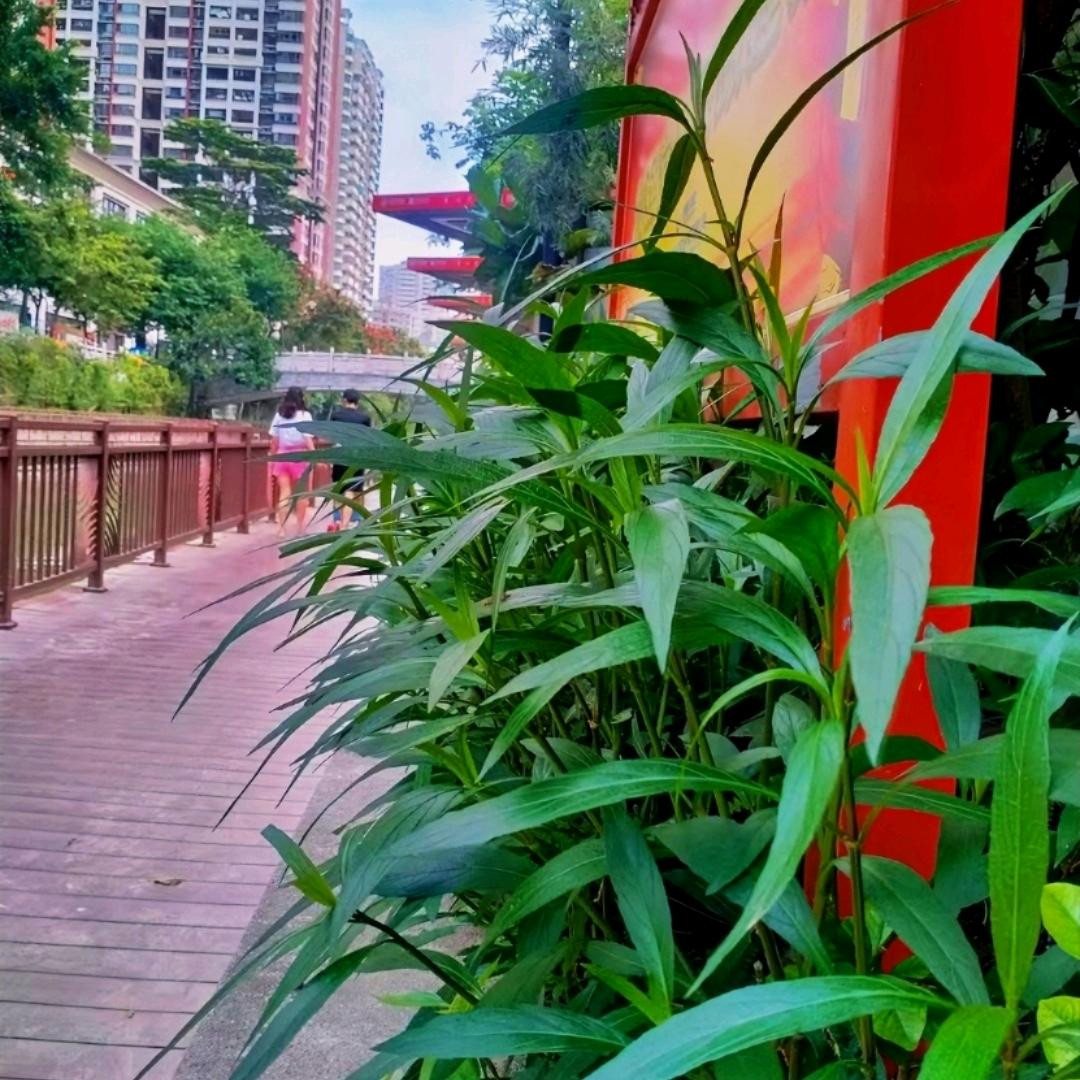 ✨《斩棘🤔饮血》🌹🌾