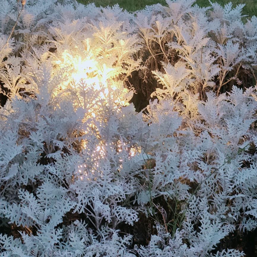 别摸头，会长不高耶！＼(`Δ’)／