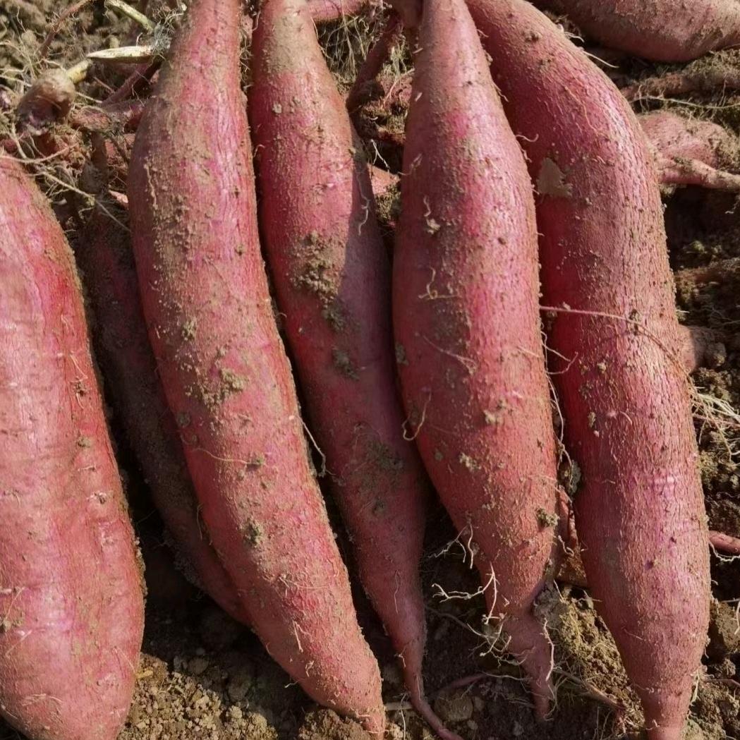 粉条，红薯，红薯苗