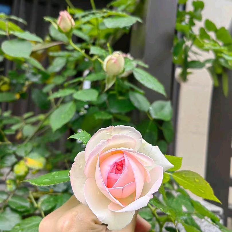 苹果儿🍎