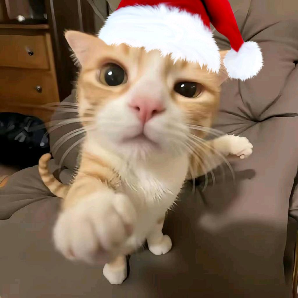 τ农村喂牛日常