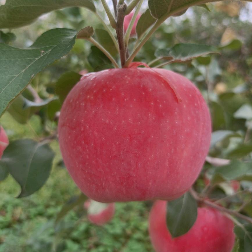 卖美味，红富土，秦冠苹果！🍎，