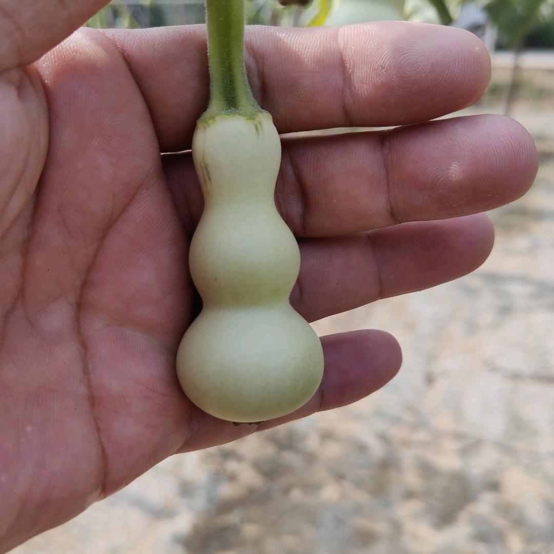 东昌精品葫芦缘