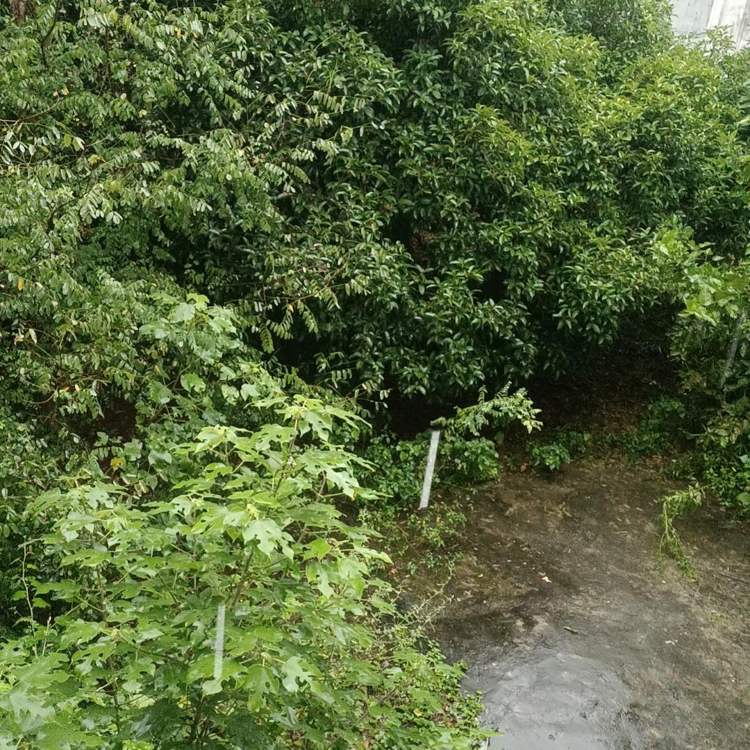 南海神泥，苦海無邊