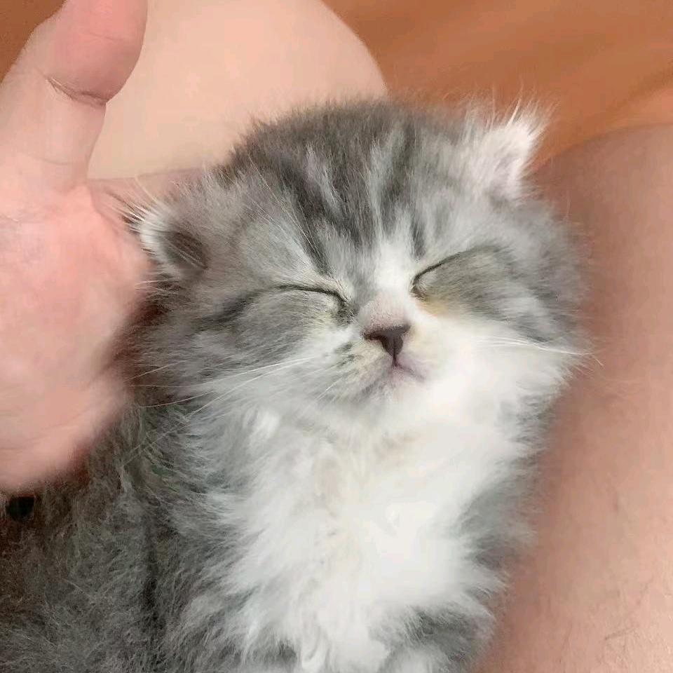 幸运草🍀