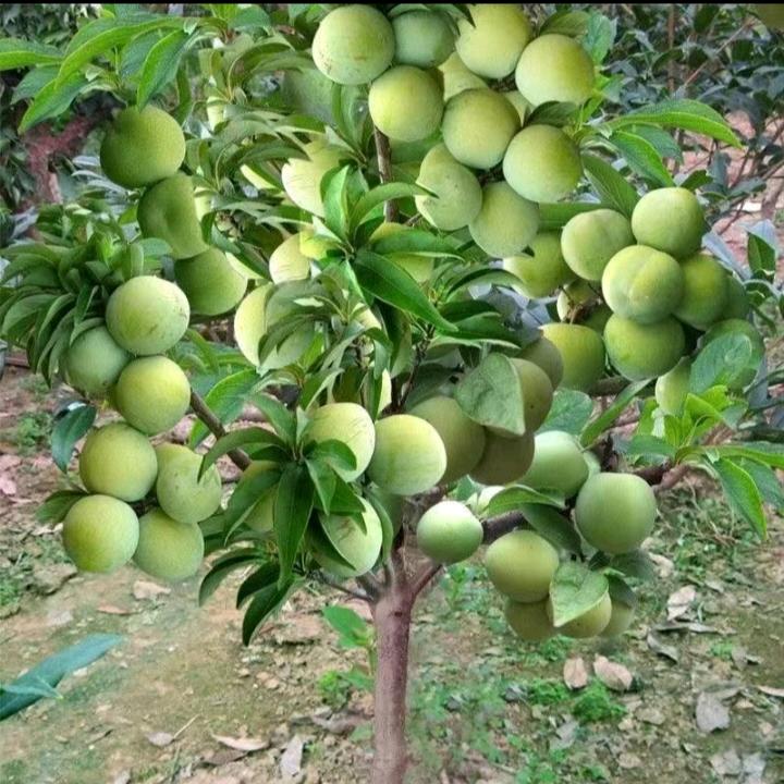 🍎甜不腻 🌻