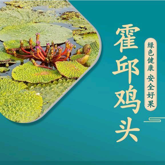 霍邱特产鸡头果（芡实）