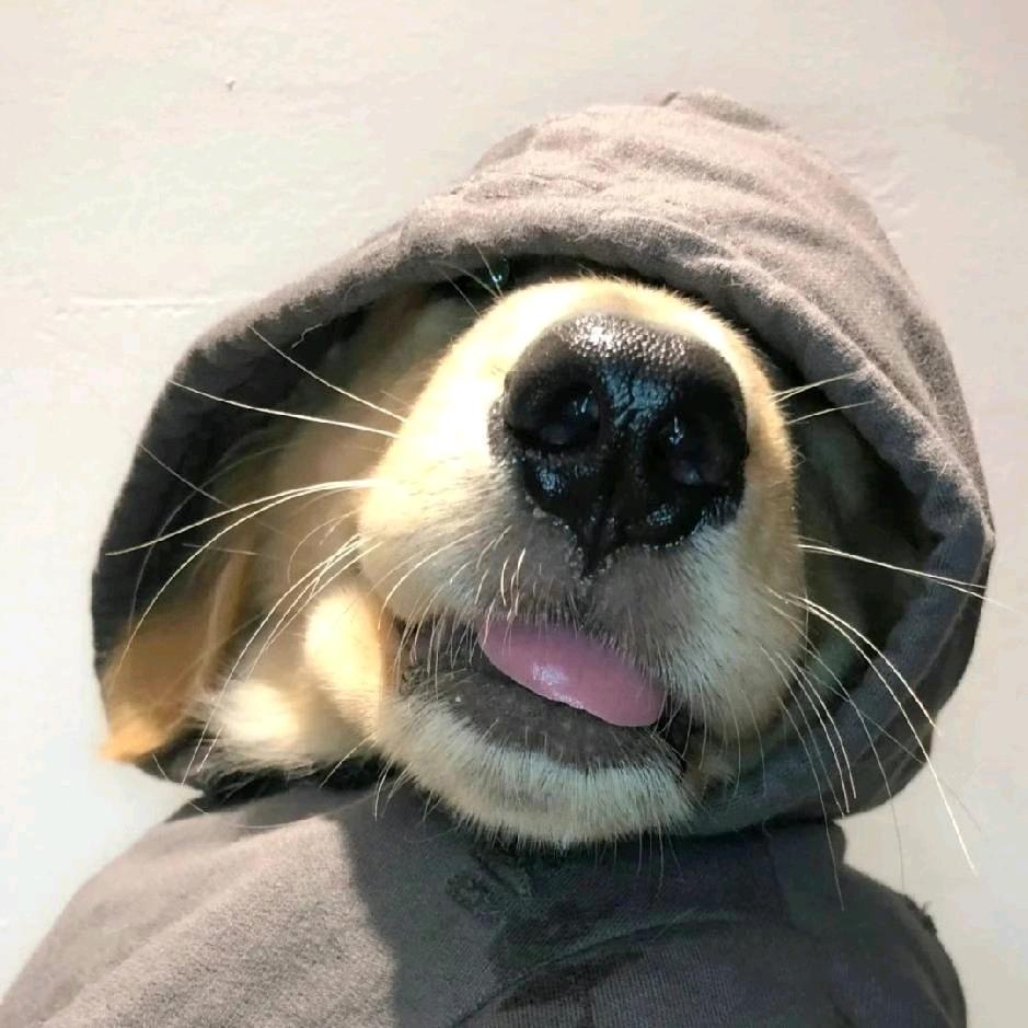 阿呆不呆呆