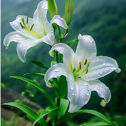 百合花开