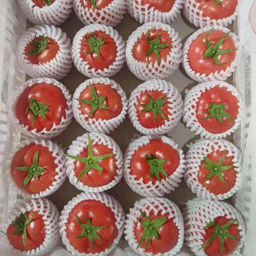 肥乡小白(棉被)西红柿代办