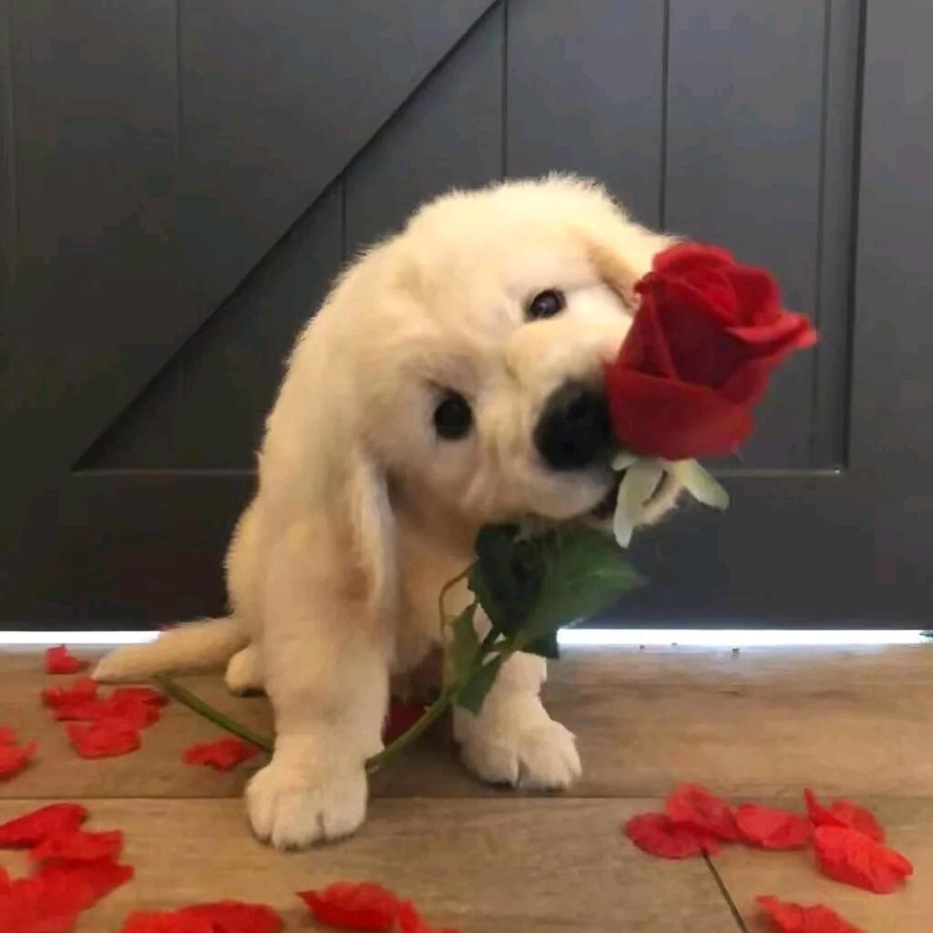 阿漓（天津入内版）