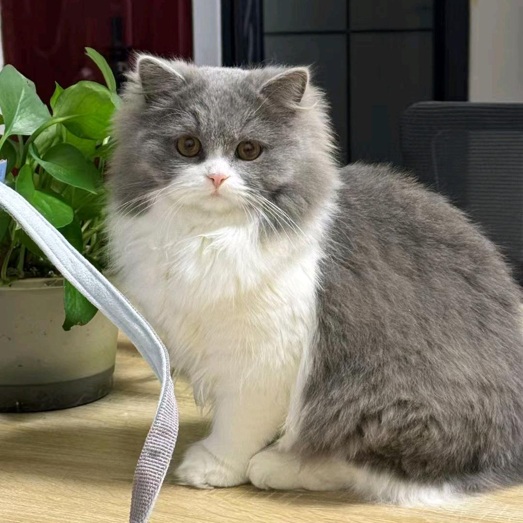 猪美美是只猫