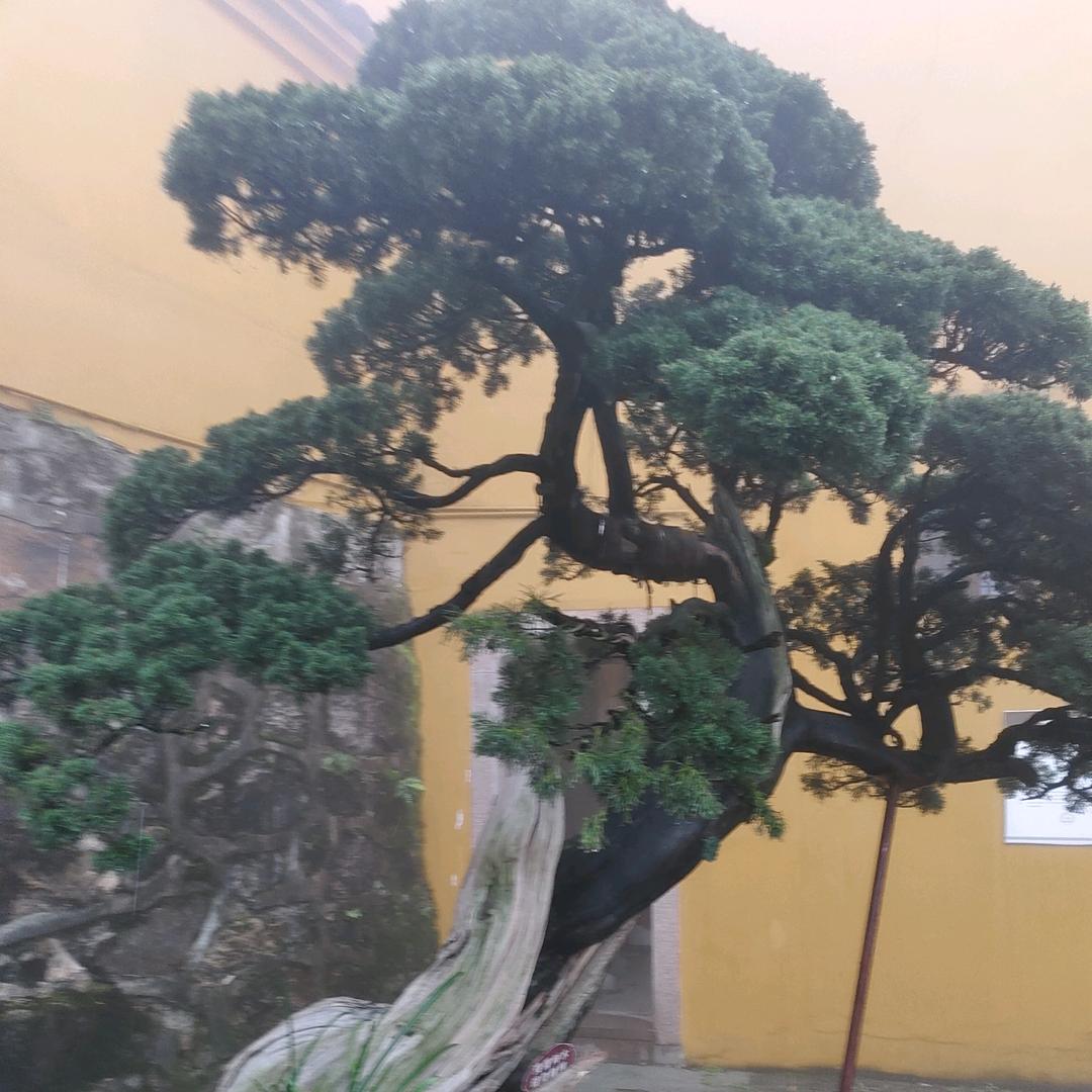 一念无尘2