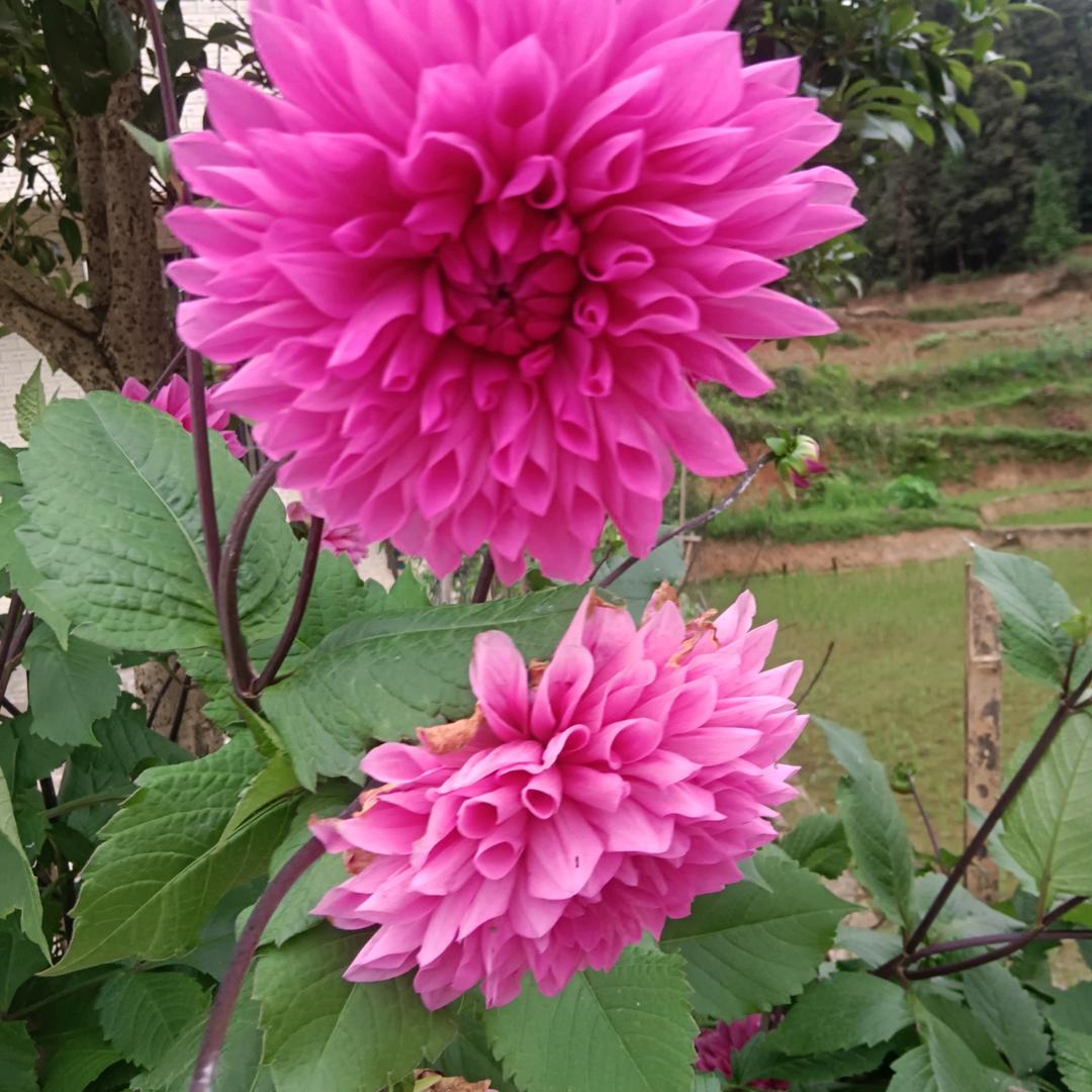 (红)白喜事做厨拱门搭棚服务