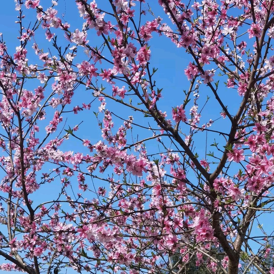 🌸এ᭄繁花ꦿ浅笑💞ོ࿐