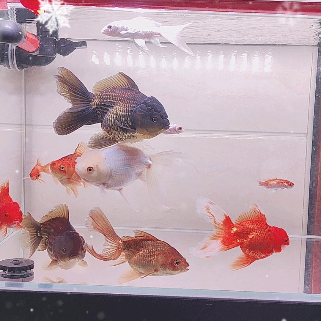 小陈无所不能
