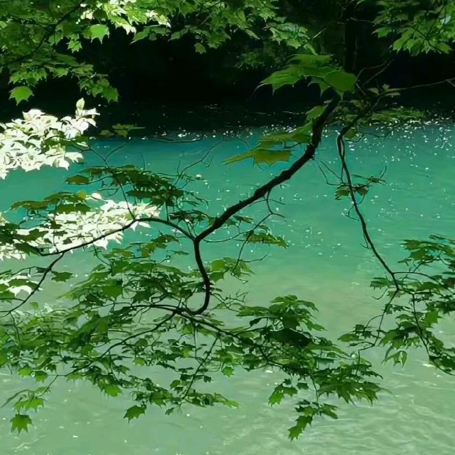 疯狂灶马鸡