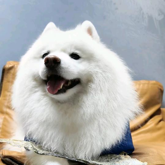 小雪兔（冬宝儿干姨）