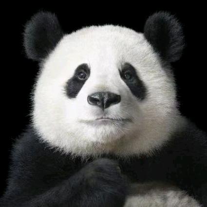 熊熊熊