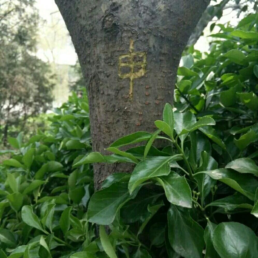 我爱西红柿🍅
