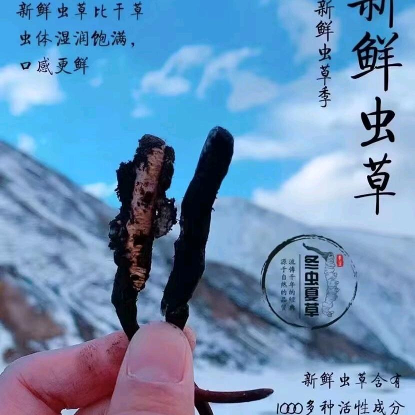 (虫公子）🐛