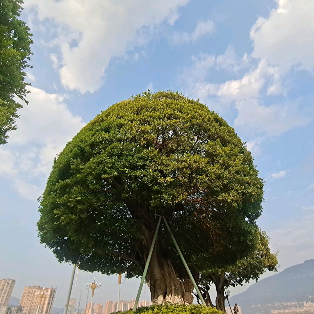往事隨風