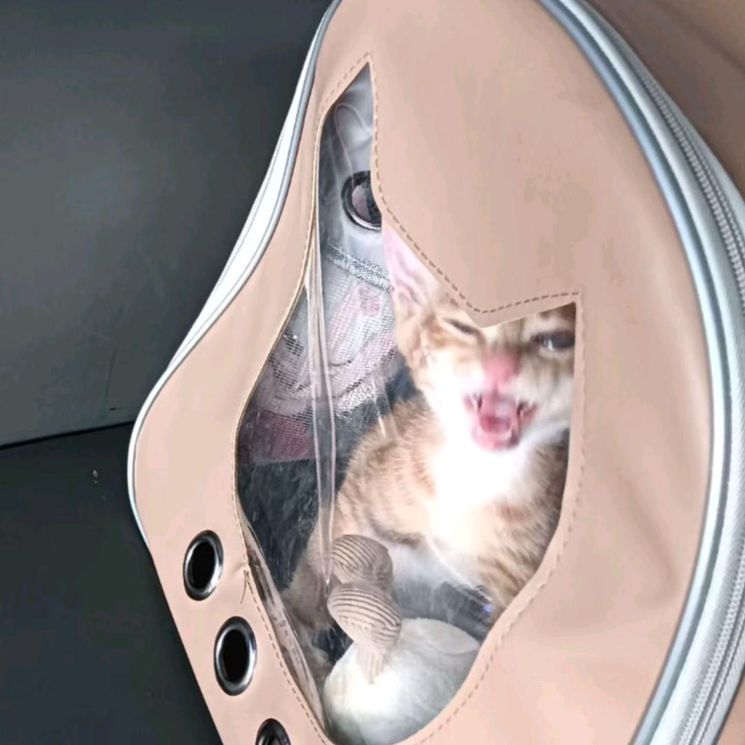 挺能闹