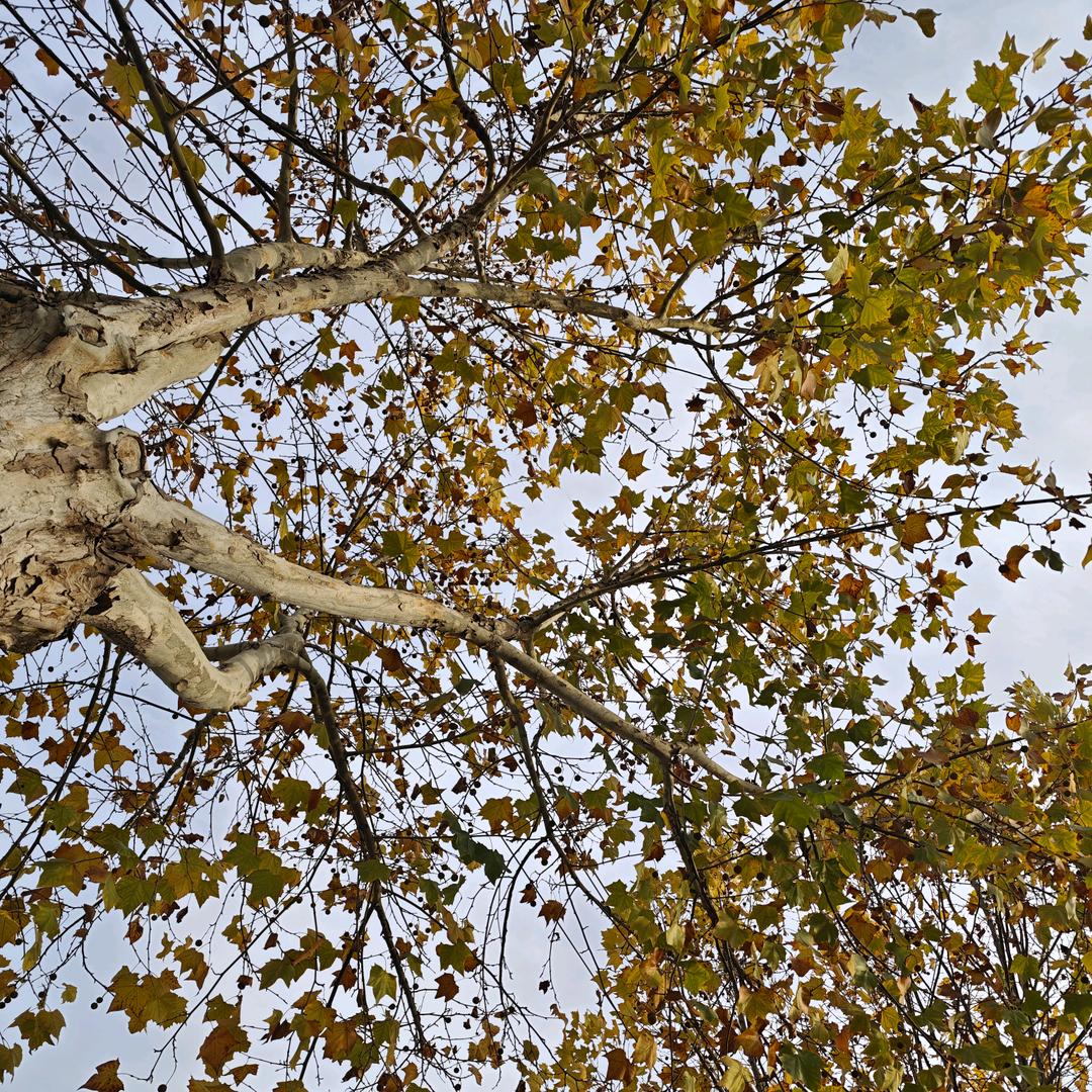 果木岛彦金果树苗木专卖店