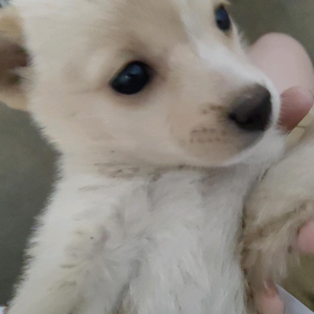 炎小me