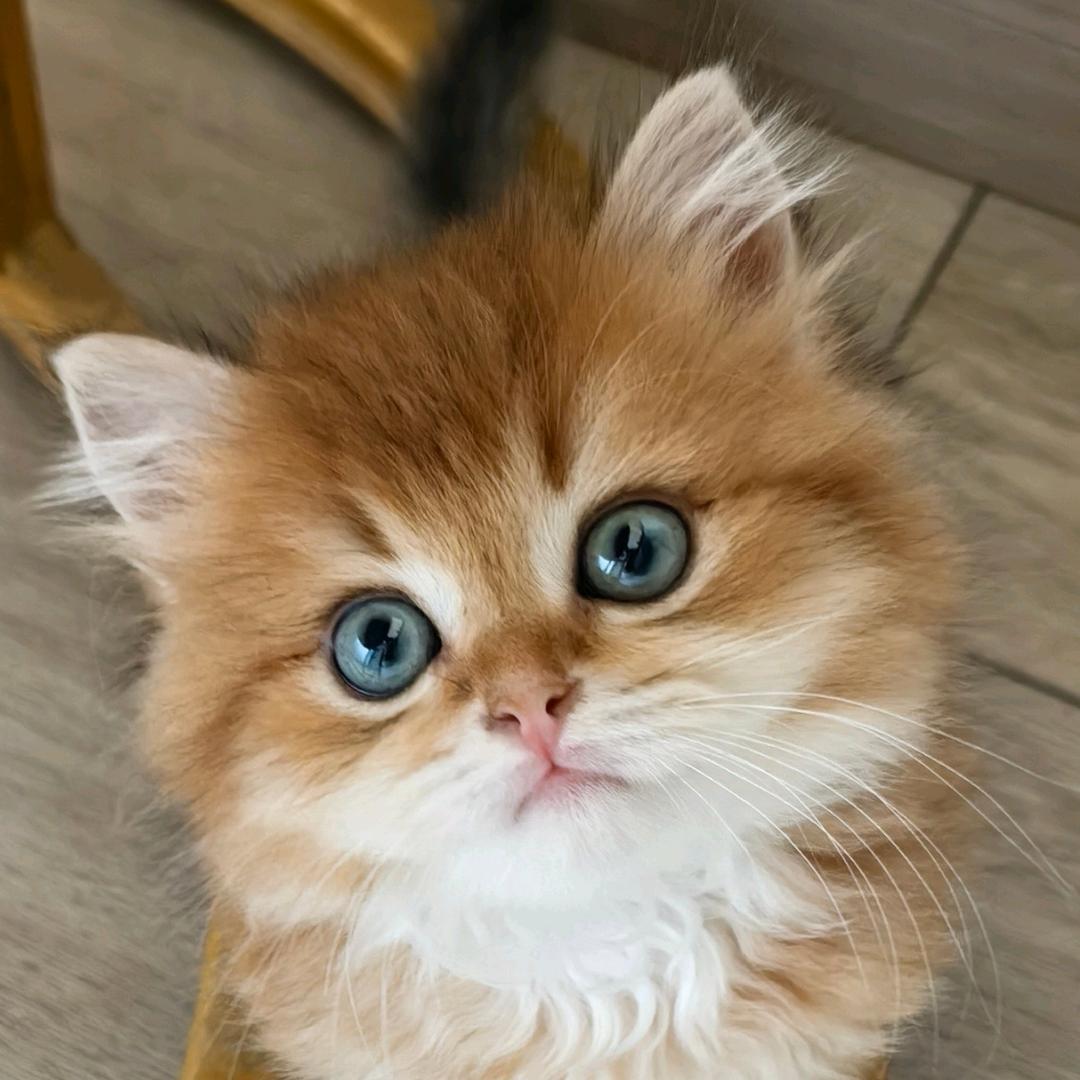 乐乐的成长日记🍊