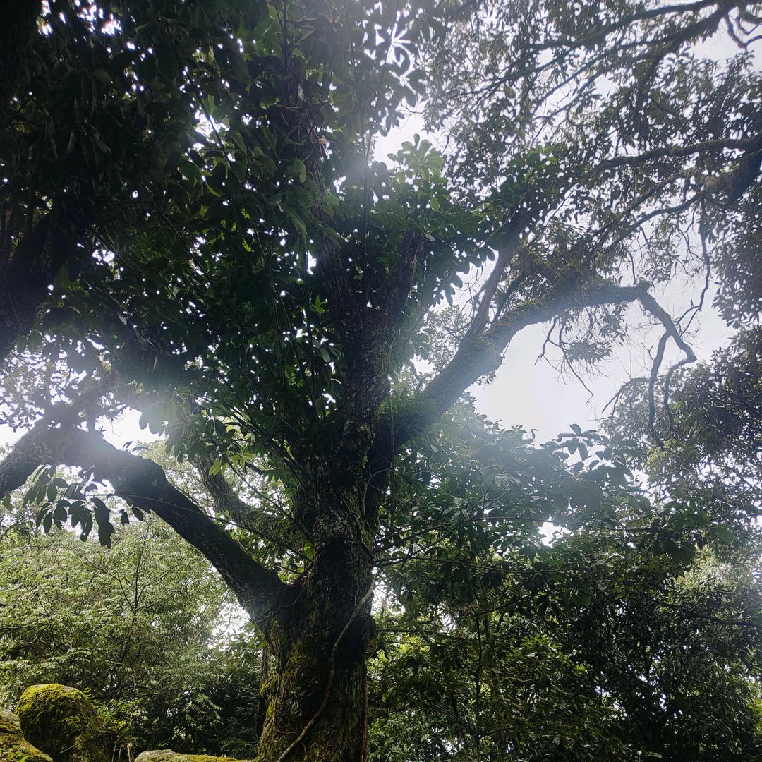 聂洋 荒野求生