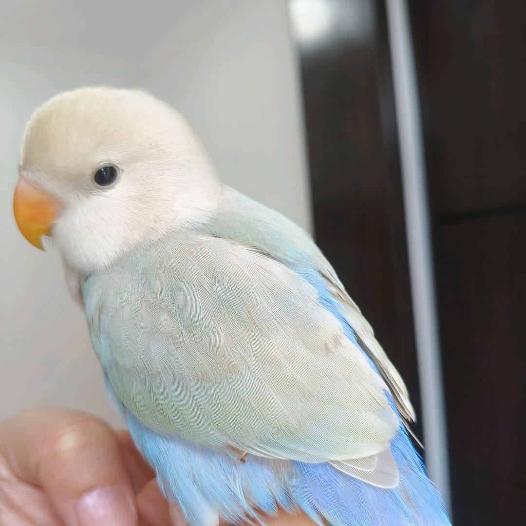 小可爱