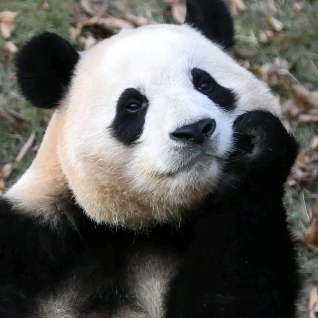 HinnZHovsionationary