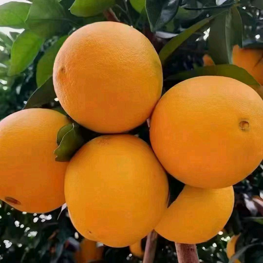 重生之宁都卖水果。