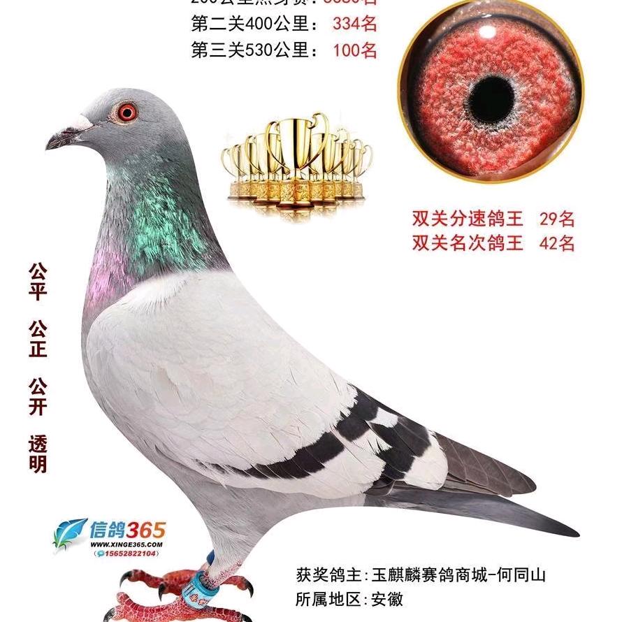 玉麒麟鸽业