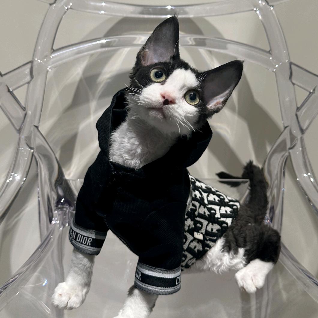 PPKL天团-噗屁酷路🐱