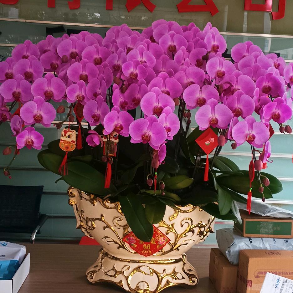 @顺