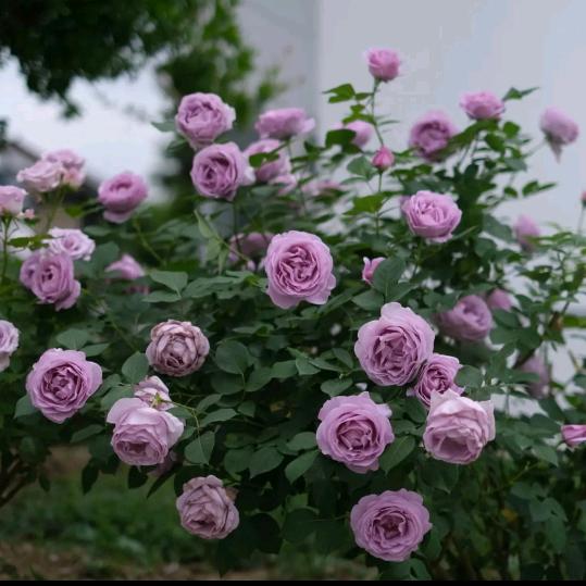 艺晨花卉兼蓬布