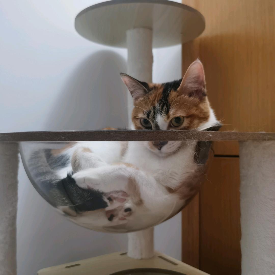 贝贝山是个小磕学家