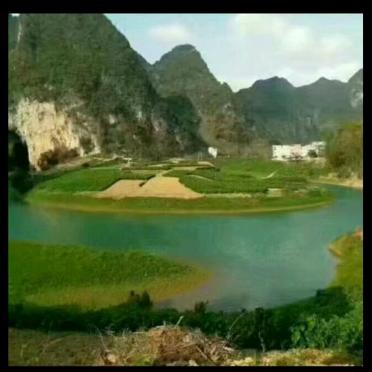 黄凤